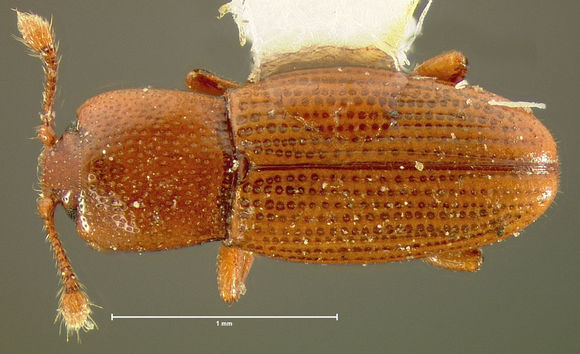 Image of <i>Cerylon castaneum</i> Say 1826