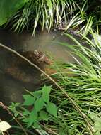 Image of Big-headed Turtle