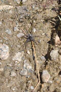 Image of Pardosa saturatior Simon 1937