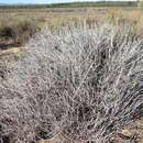 Imagem de Helichrysum tricostatum (Thunb.) Less.