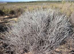 Imagem de Helichrysum tricostatum (Thunb.) Less.