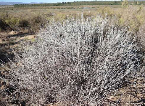 Image de Helichrysum tricostatum (Thunb.) Less.