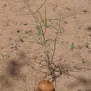 Image of Ceropegia schultzei (Schltr.) Bruyns