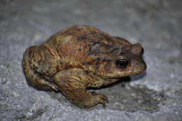 Bufo verrucosissimus (Pallas 1814) resmi