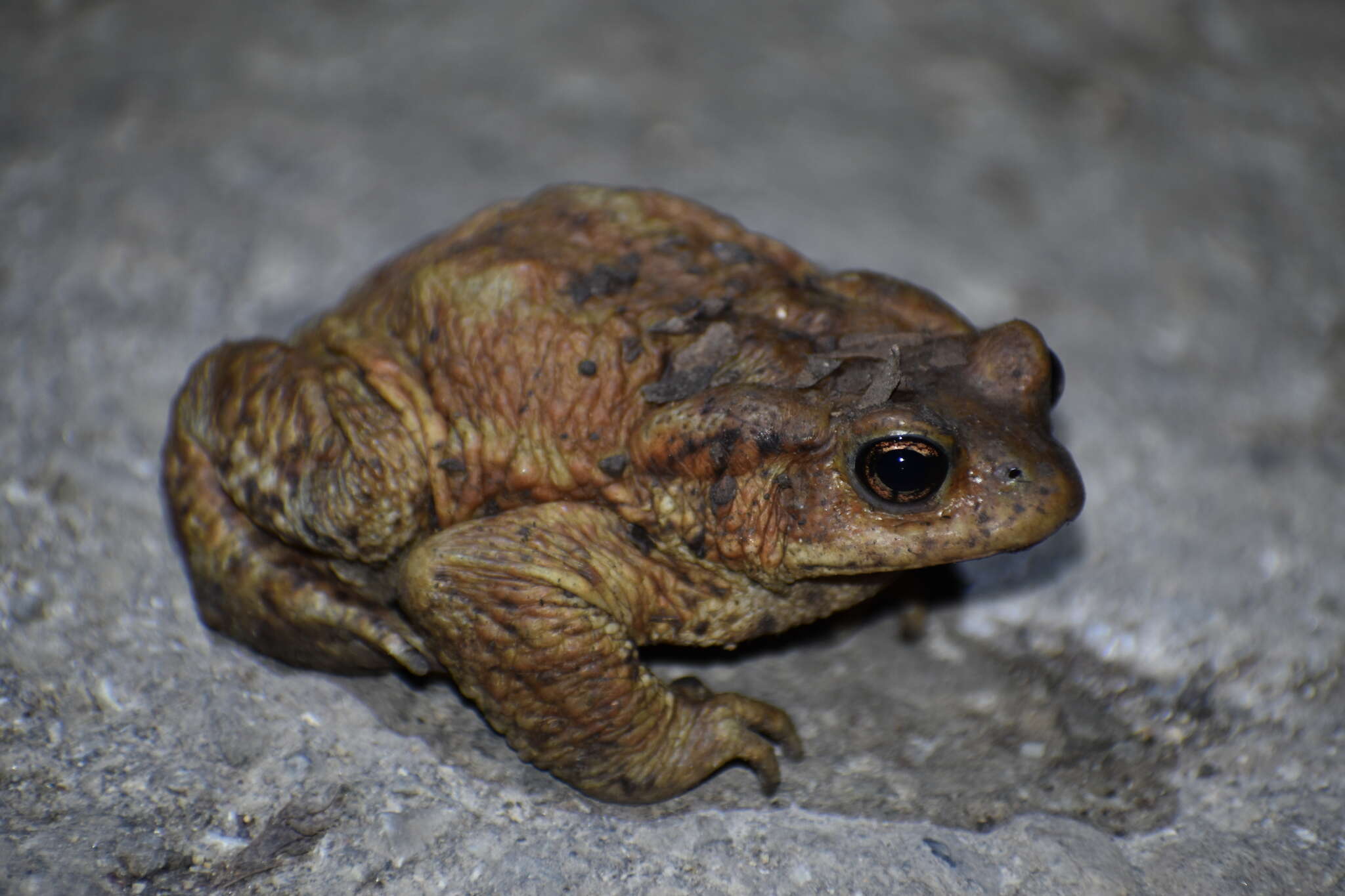 Image de Bufo verrucosissimus (Pallas 1814)