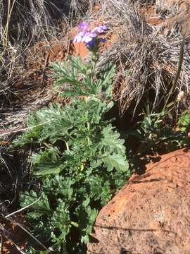 Image of southwestern mock vervain