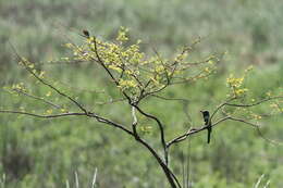 Image of Bearded Bee-eaters