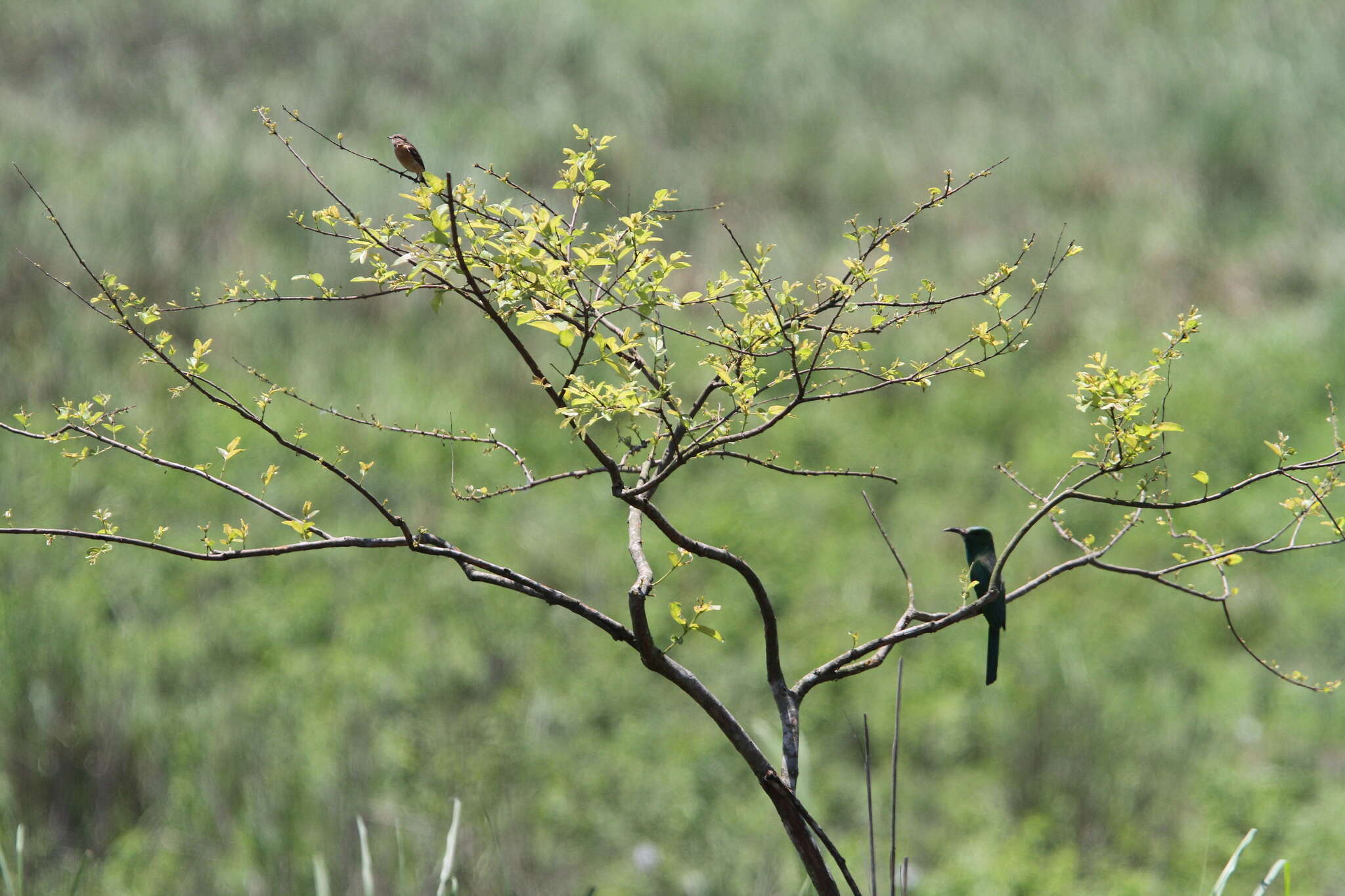 Image of Bearded Bee-eaters