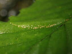 Phyllonorycter tenerella (de Joannis 1915)的圖片