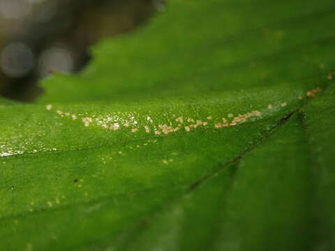 Phyllonorycter tenerella (de Joannis 1915)的圖片