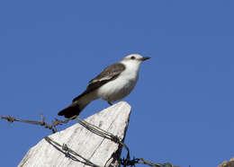 Image of White-rumped Monjita