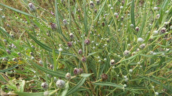 Image of Lessingianthus pseudoincanus (Hieron.) Dematt. & Angulo