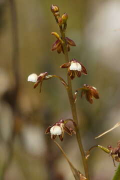 صورة Acrolophia cochlearis (Lindl.) Schltr. & Bolus