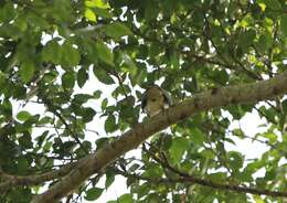 Image of Jambu Fruit Dove