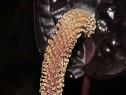 Image of Anthurium caramantae Engl.