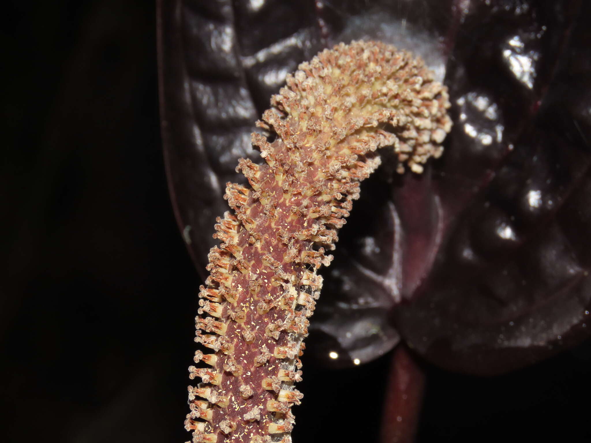 Image of Anthurium caramantae Engl.