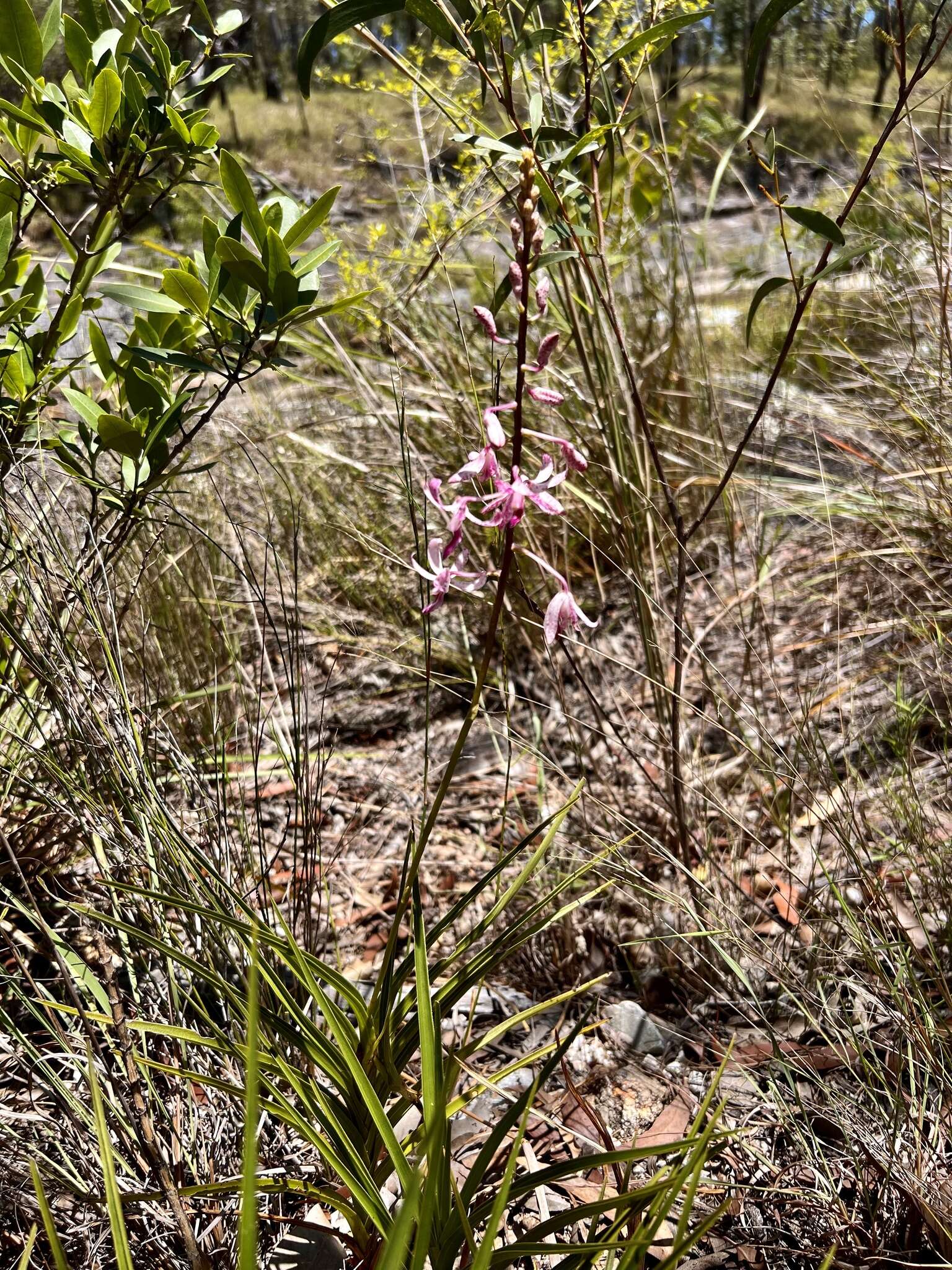 Image of Leafy hyacinth orchid