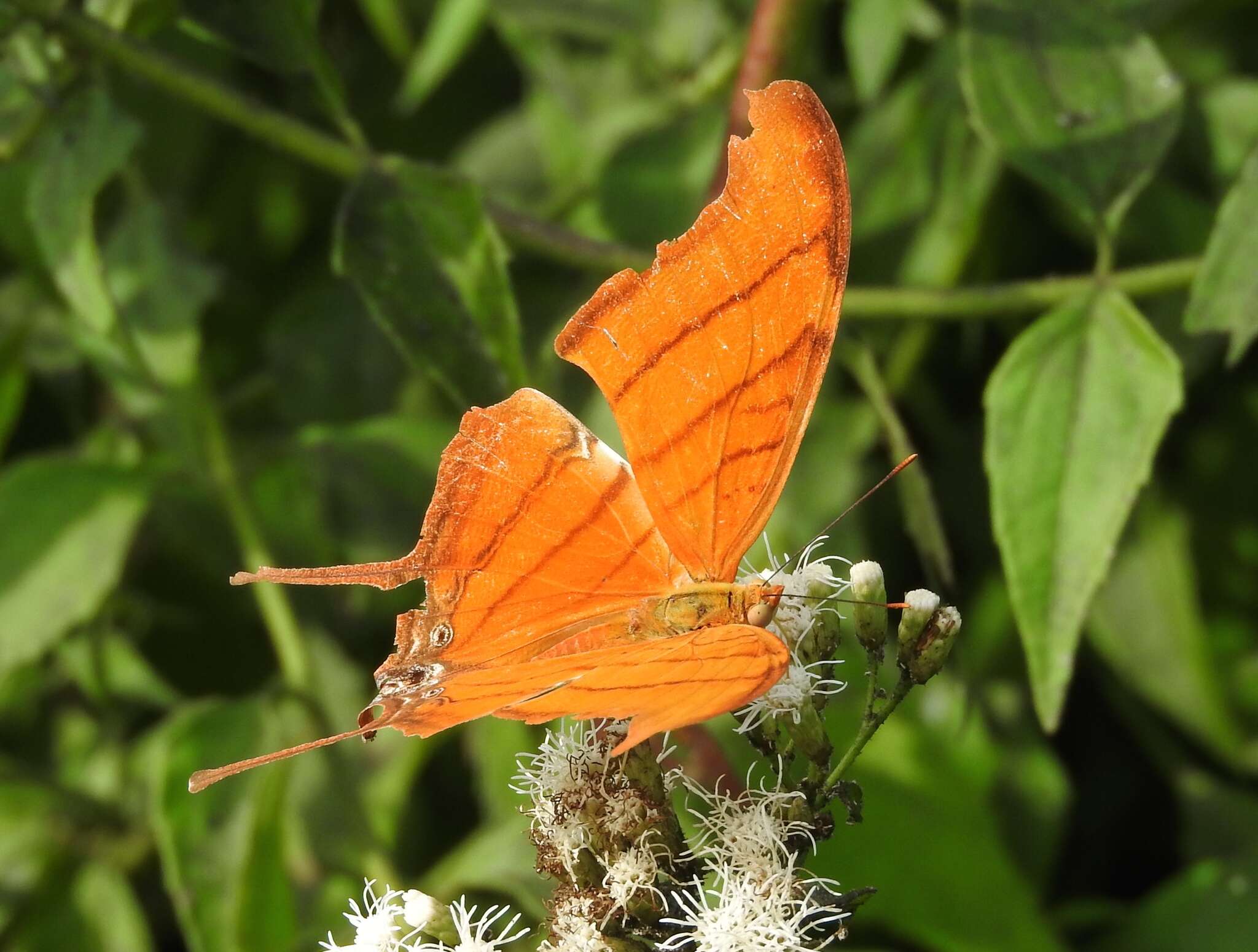 Image of Ruddy Daggerwing