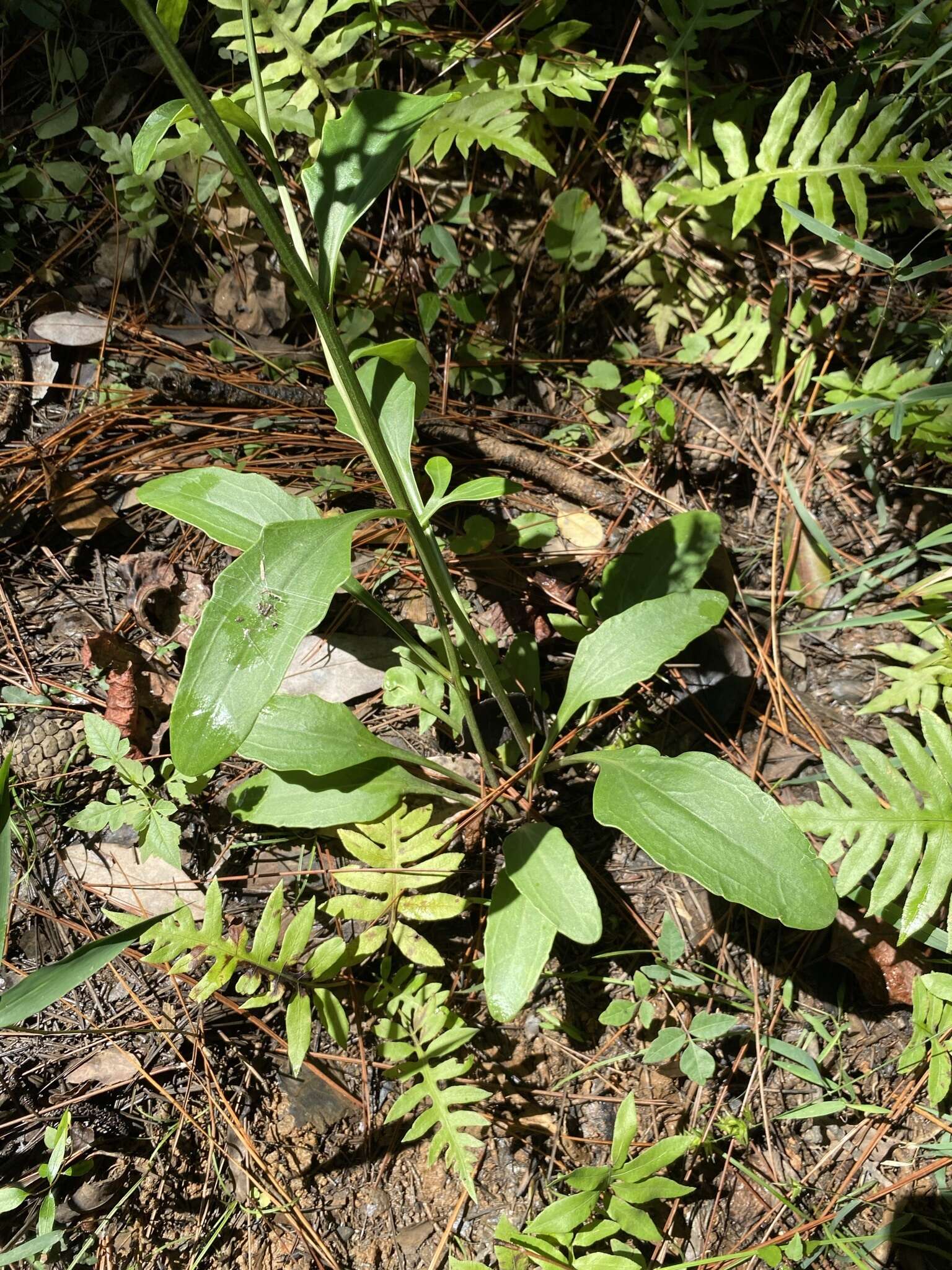 Image of Georgia Indian-Plantain