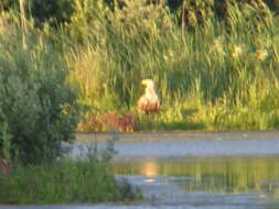 Image of White-tailed Eagle