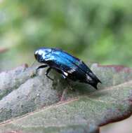 Agrilus acutus (Thunberg 1787) resmi