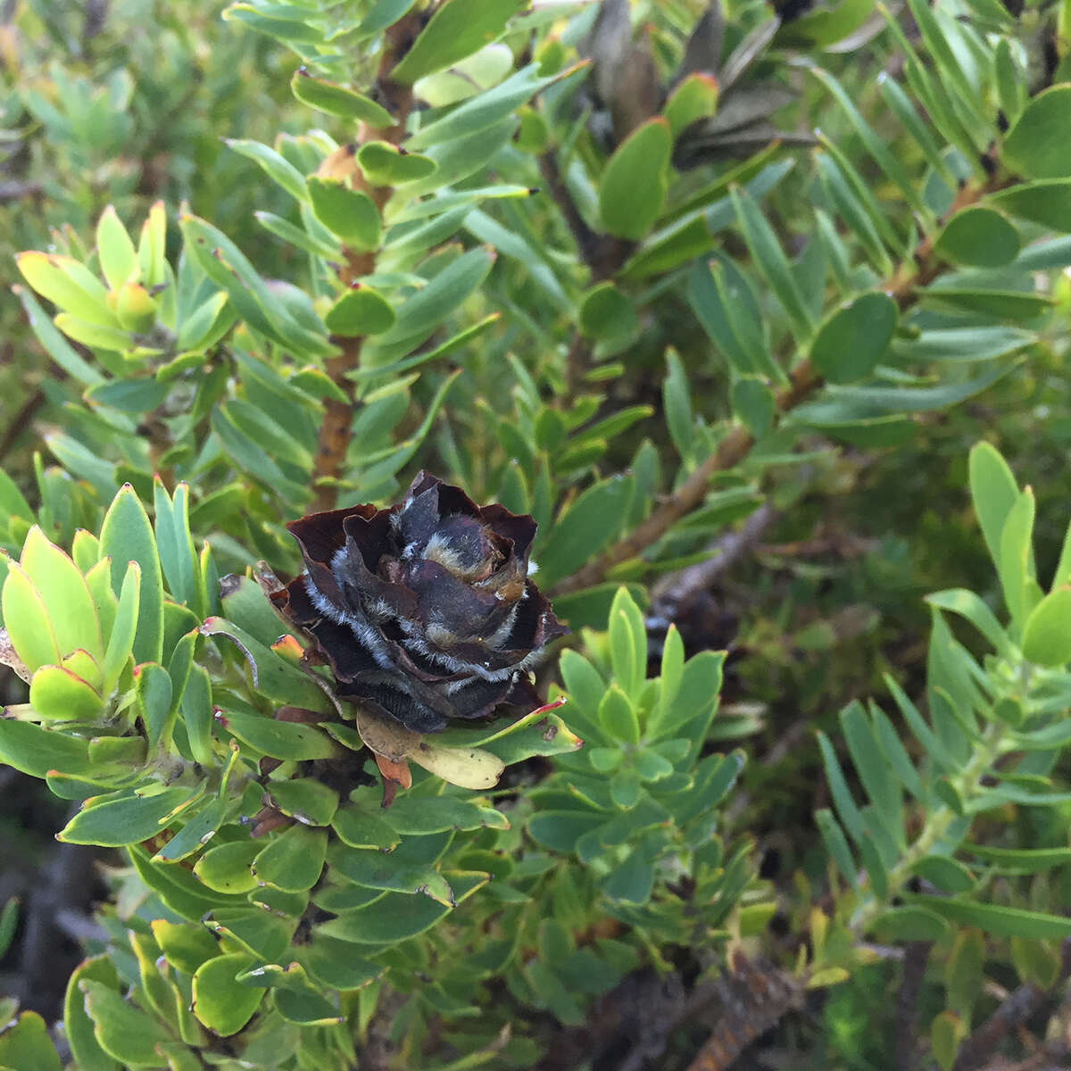 Image de Leucadendron sessile R. Br.