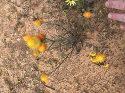 Image of Waitzia acuminata Steetz