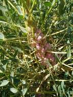 Imagem de Astragalus oleaefolius DC.