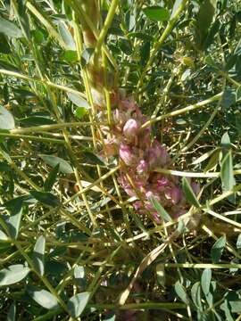 Image of Astragalus oleaefolius DC.