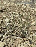 Imagem de Astragalus cusickii var. sterilis (Barneby) R. C. Barneby