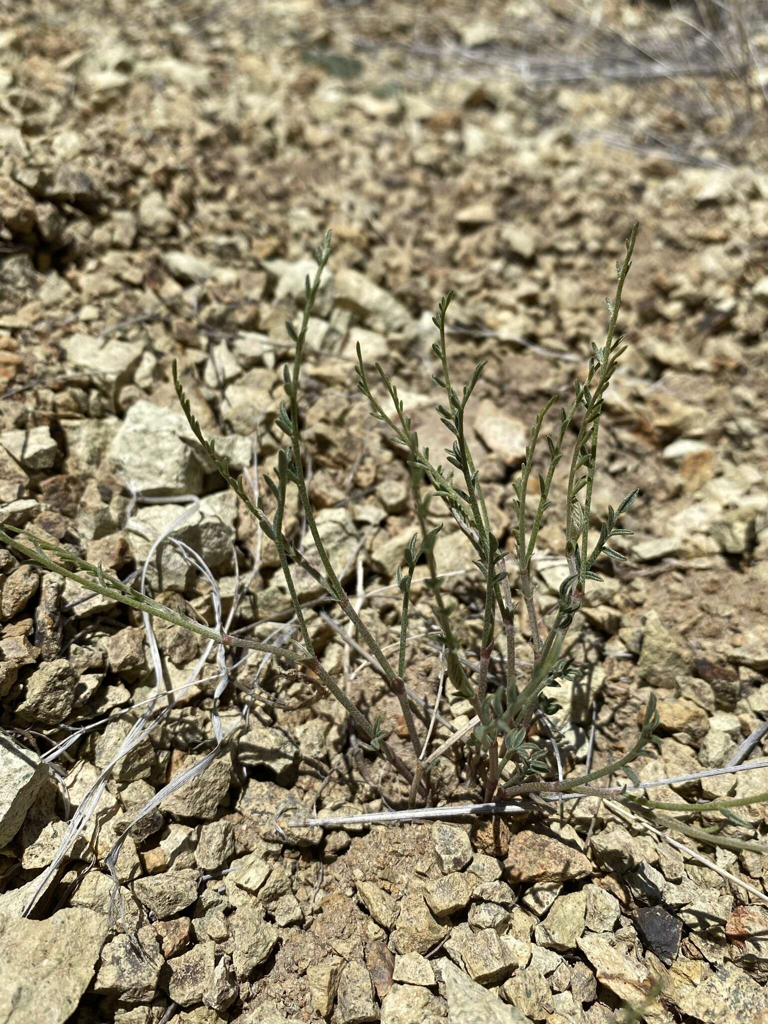 صورة Astragalus cusickii var. sterilis (Barneby) R. C. Barneby