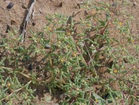 Image of Tetraena simplex (L.) Beier & Thulin