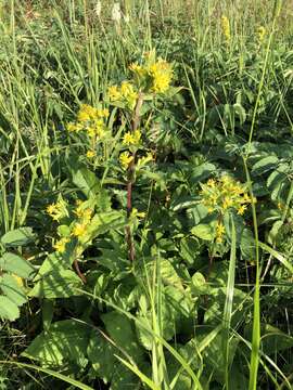 Image of largeleaf goldenrod