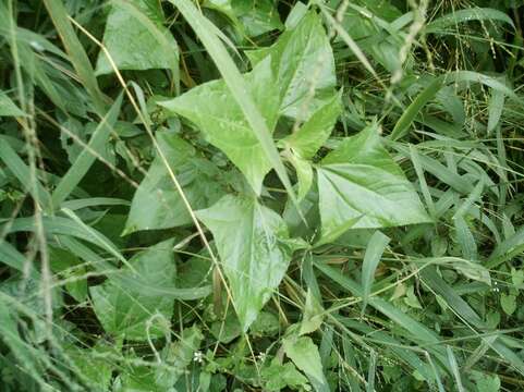 Image of Munnozia hastifolia (Poepp. & Endl.) H. Rob. & Brettell