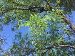 Image of velvet mesquite