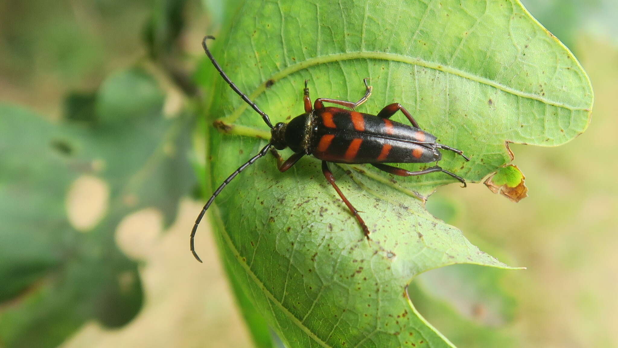 Image of Leptura aurulenta Fabricius 1793