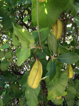 Image of California dutchman's pipe