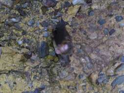 Image of Vietnamese Leaf-nosed Bat