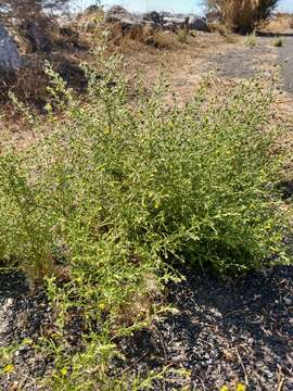 Image of stink aster