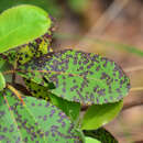 Image of Ruptoseptoria unedonis (Roberge ex Desm.) Quaedvl., Verkley & Crous 2013