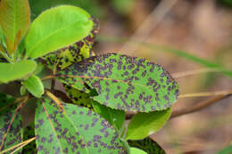 Image of Ruptoseptoria unedonis (Roberge ex Desm.) Quaedvl., Verkley & Crous 2013