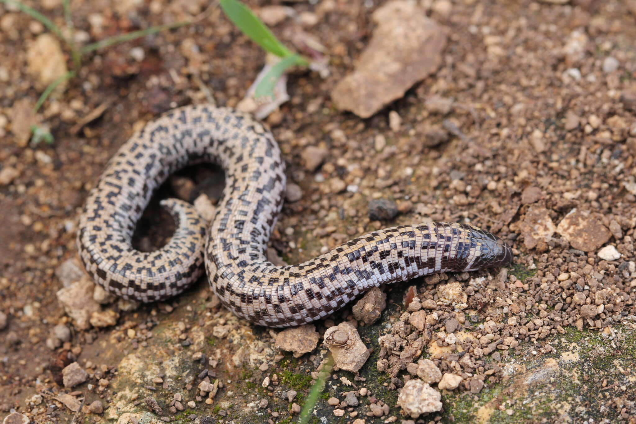 Image of shorthead worm lizards