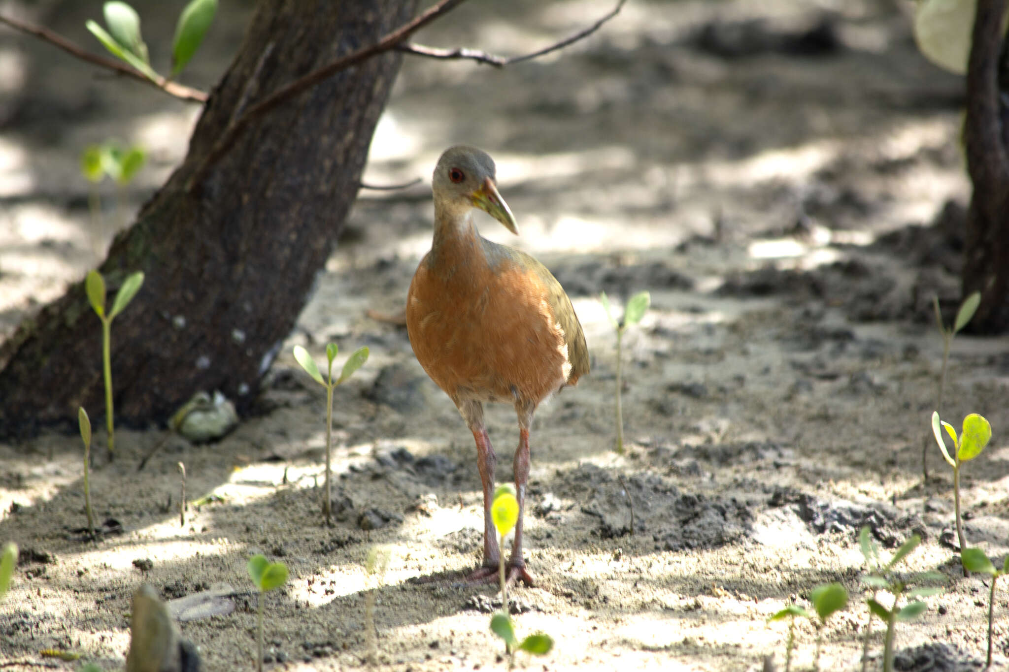 Image of Little Wood Rail