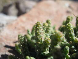 Image of Salicornia andina Phil.