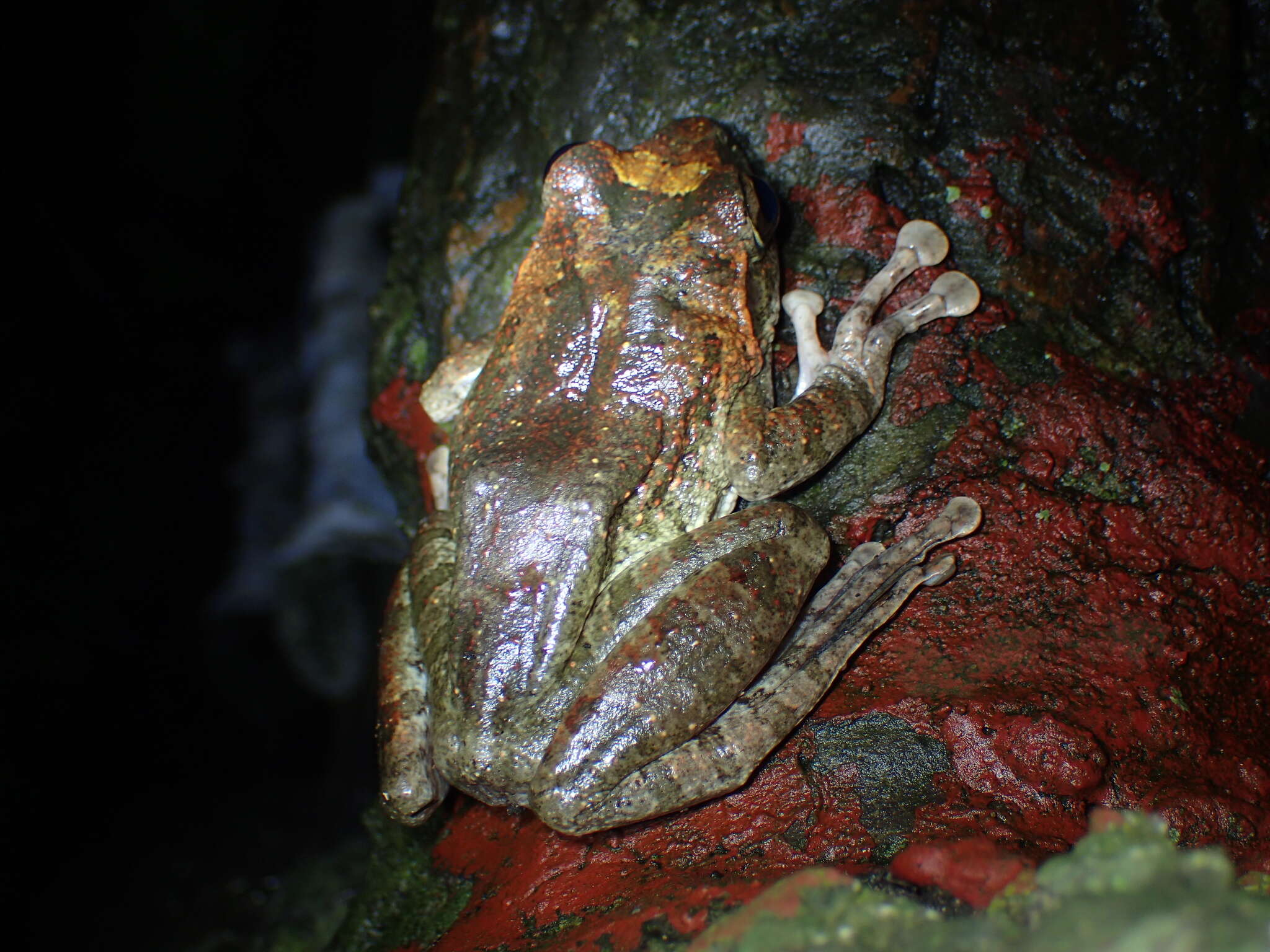 Image of Buergeria robusta (Boulenger 1909)