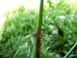 Image of common rush