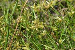 Image of Yellow Flat Sedge