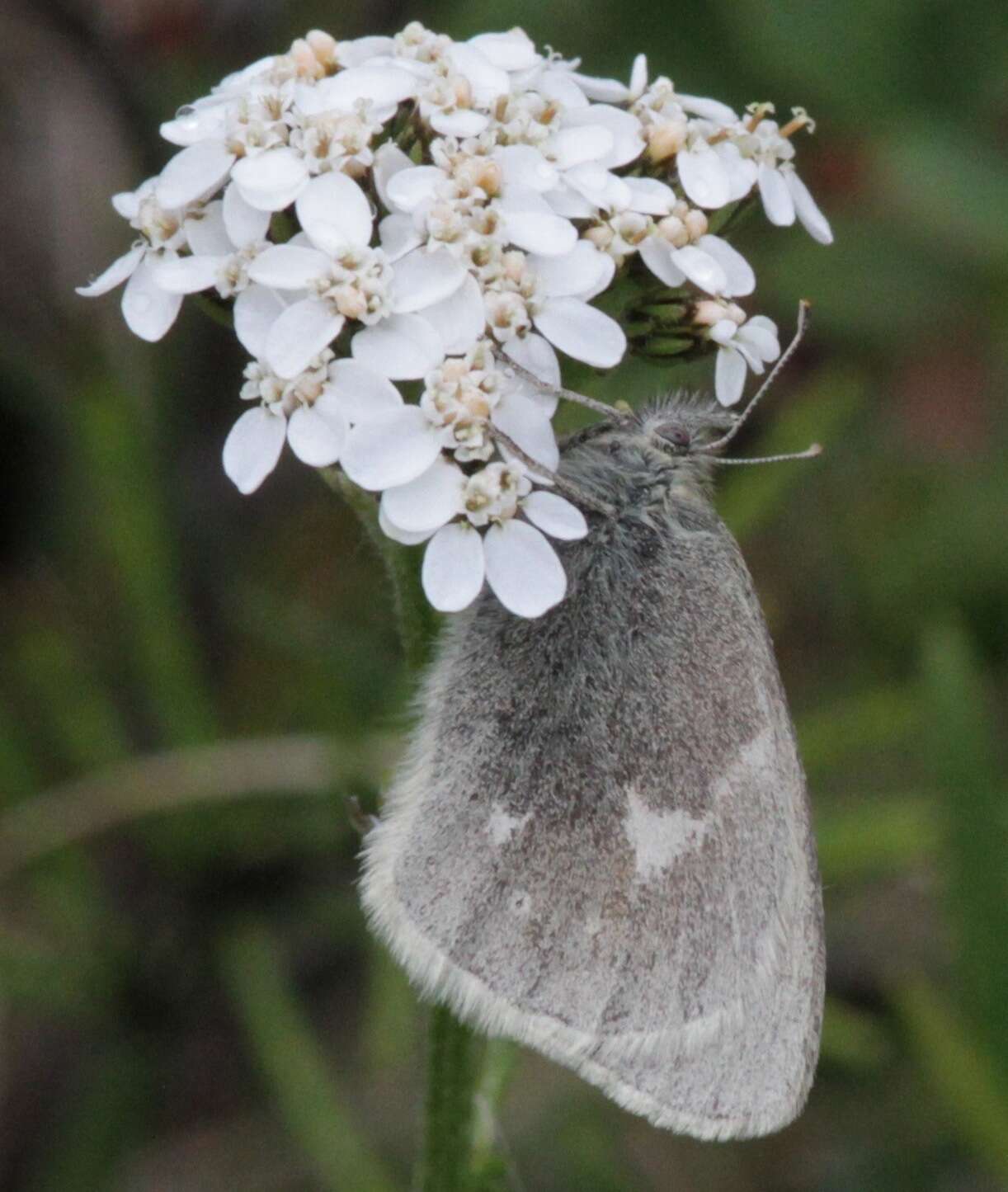 Image of Common Ringlet