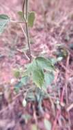 Image of Hibiscus lobatus (Murray) Kuntze