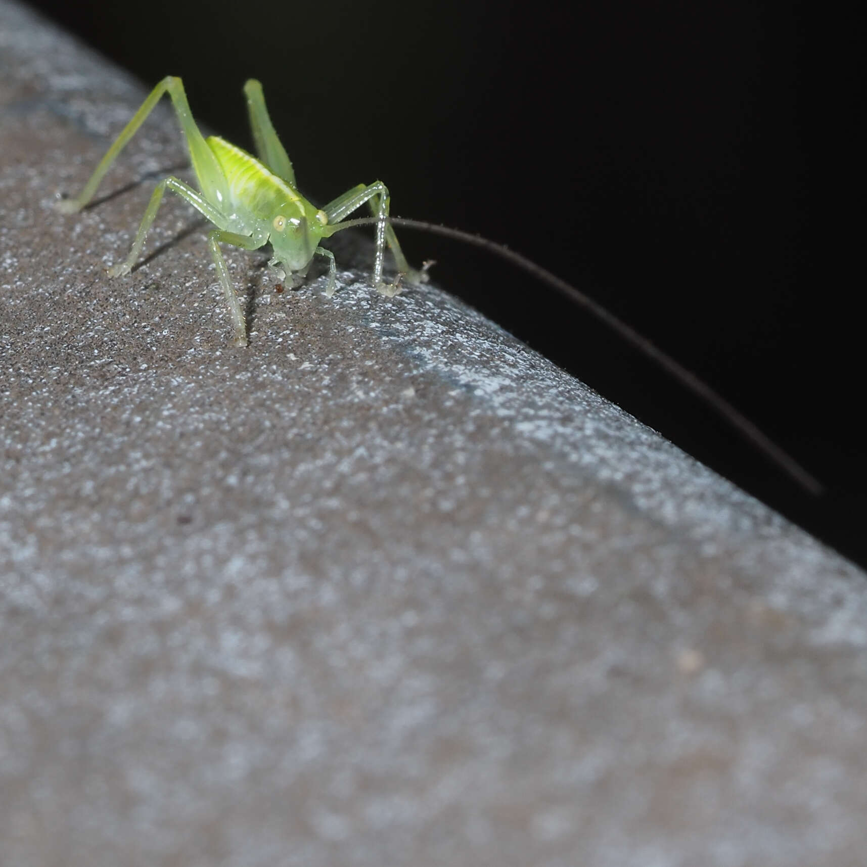 Image of southern oak bush-cricket